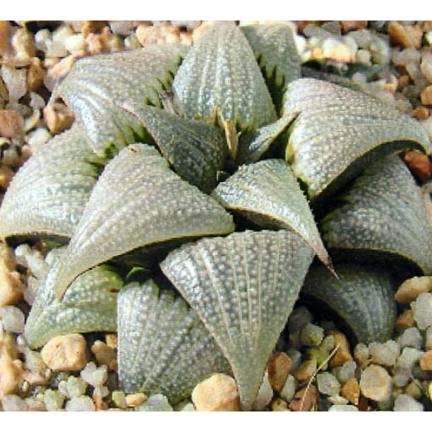 Haworthia "Love" Splendens Rare Succulent Plant in 3" Pot